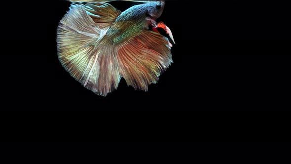 Multi-color Siamese fighting fish alt