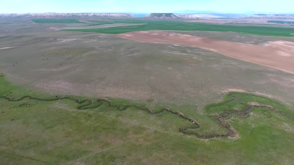 Herd of Cows Grazing on Plain Next to Flat Mesa Mountain Topography alt