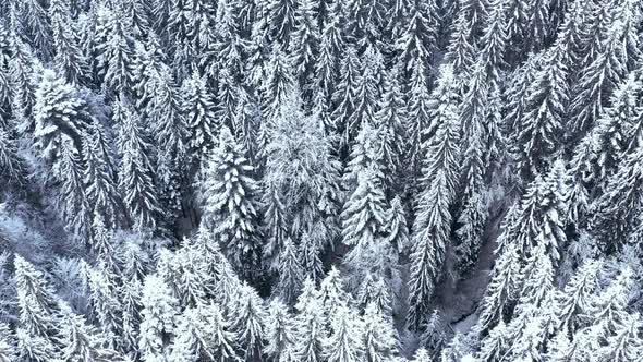 Winter Forest in the Mountains