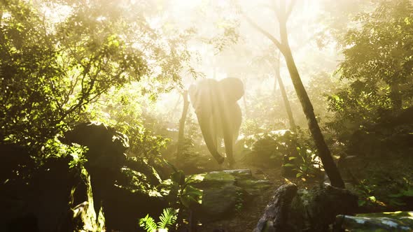 Big Elephant Looking From a Green Jungle to the Camera alt