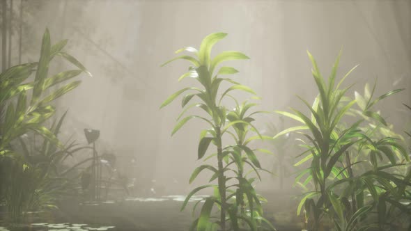 Sun Shining Through Trees and Fog in a Tropical River alt