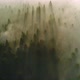 Forest Aerial - VideoHive Item for Sale