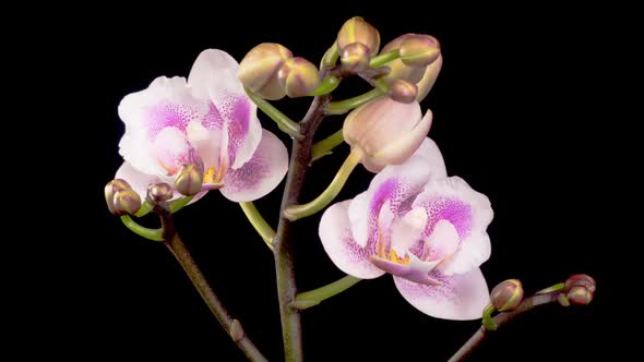 Blooming Pink Orchid Phalaenopsis Flowers alt
