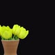 Time-lapse opening yellow tulip bouquet - VideoHive Item for Sale