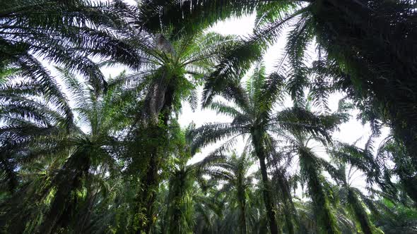 CS - Oil Palm Tree 06