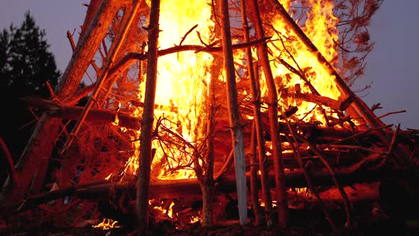 Big Campfire of the Branches Burn at Dusk in the Forest. Large Fire Brightly Burning