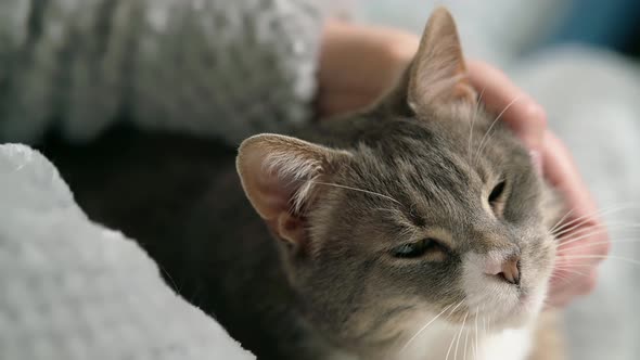 The owner strokes and scratches the neck of a large gray domestic cat. Love for pets.