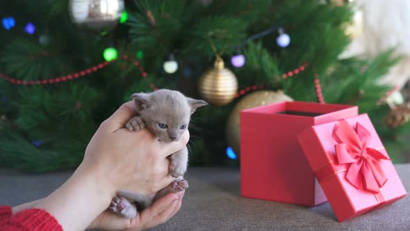 Beige Burmese Kitten on Hands on a Background of the Christmas Tree