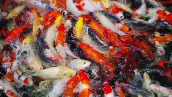 Koi fish or carp fish swimming in the pond