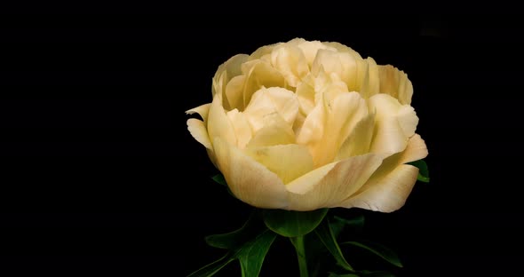 Time Lapse of Disclosure of a Yellow Peony on a Black Background alt