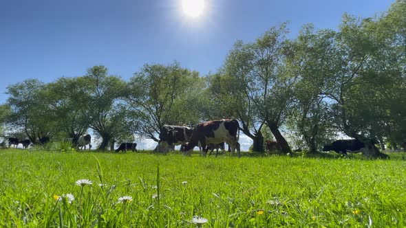 A Young Black and White Cow Chewing Some Grass in Slow Motion alt