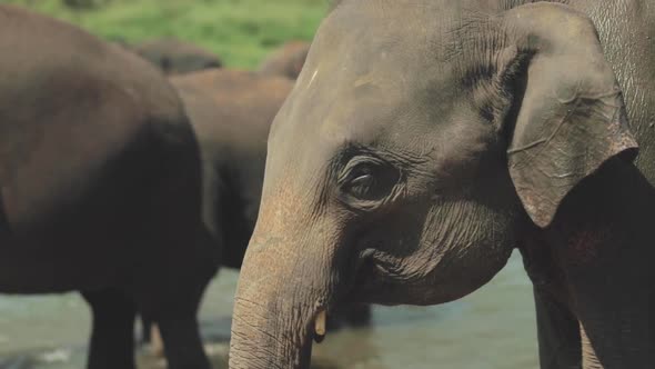 Portrait of Wild Elephant alt