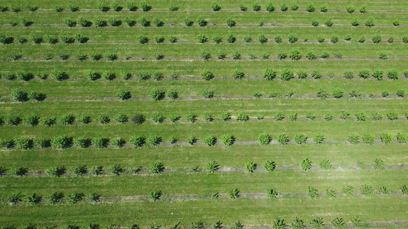 Apple Orchard View From a Height Trees Planted in Straight Rows