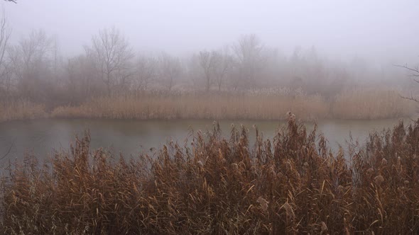 Foggy Brown Pampa Grass On The Coast Of The Lake  alt