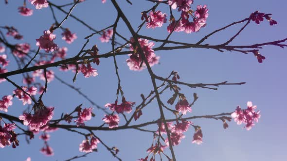 Cherry Blossom On Blue Sky alt
