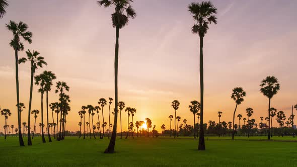 Sunrise at rice field with toddy or sugar palm tree - Zoom Out