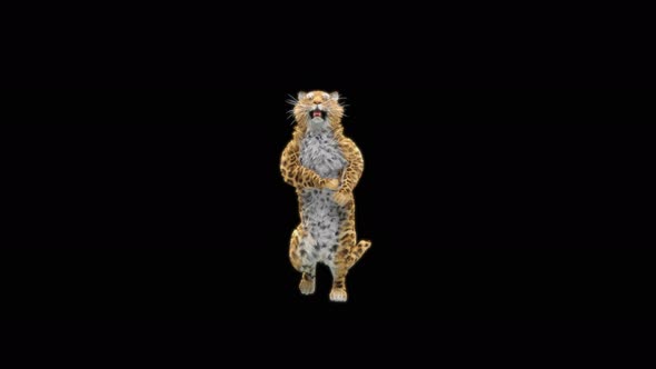 65 Leopard Dancing 4K alt
