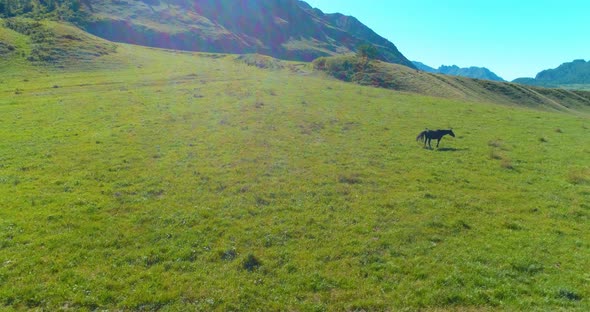 Flight Over Wild Horses Herd on Meadow. Spring Mountains Wild Nature. Freedom Ecology Concept. alt