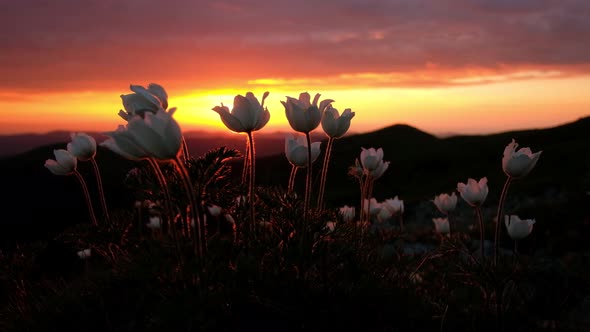 Amazing Landscape with Magic White Flowers