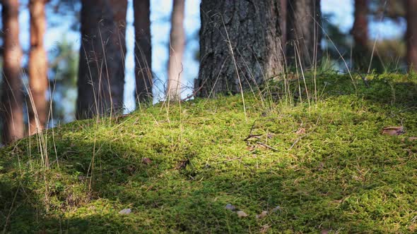 Panorama of moss in the forest with light spots from the rays of the sun. Backlit mounds of moss.