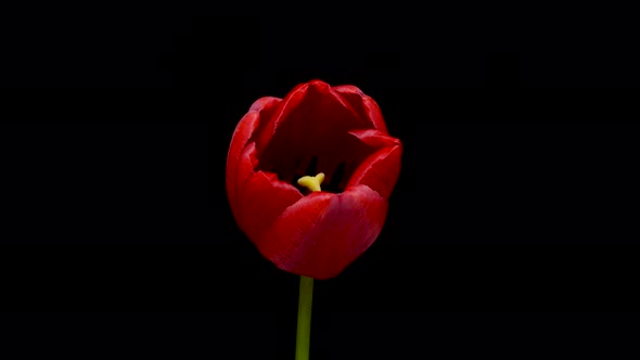 Timelapse of Red Tulip Flower Blooming on Black Background Holidays Concept