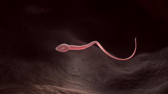 Single male sperm cell