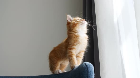 Small Red Kitten Sits on the Sofa in the Lights of a Sun alt