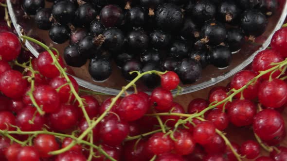 Black currant berries  and bunches of red currants