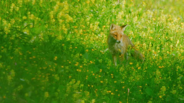 A fox is sitting down in a field and stares at the camera alt