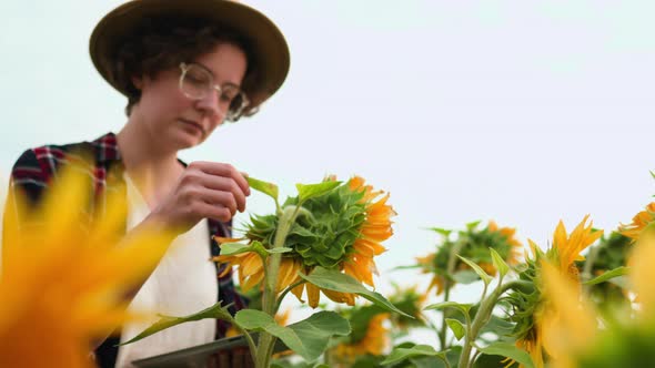 Agricultural Worker With A Working Tablet In A Blooming Sunflower Field. Woman Farmer In A Hat alt