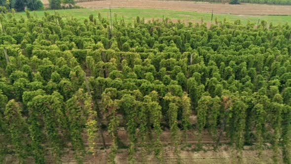 Aerial Agricultural Landscape with Humulus Hop Cultivation for Beer Brewing alt