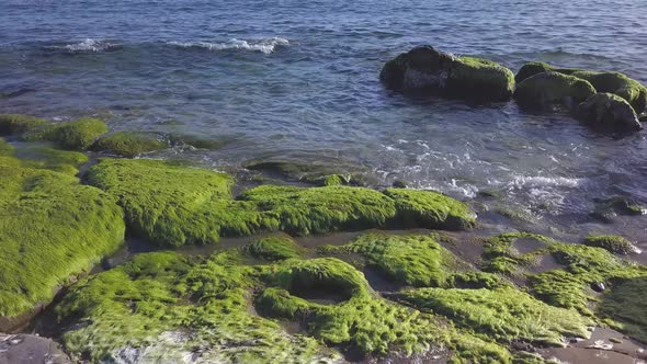 Seaweed on reef at sea beach. Mediterranean alga grass, Tropical flora, aquatic plant, tropic botany alt