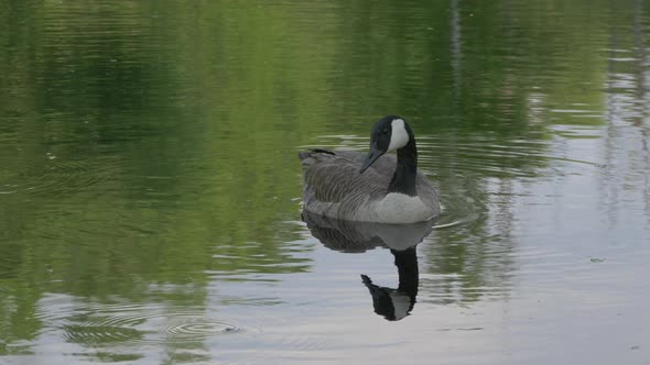 Close up view of a goose on a lake