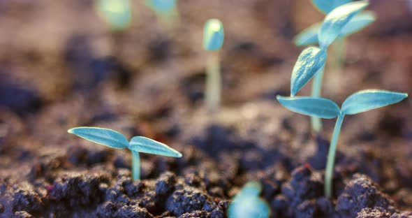 Futuristic World Growing Blue Plant From the Ground Germination Process Beginnig Unusual Future