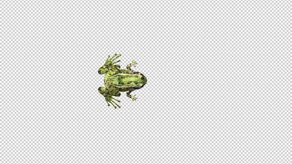 Jumping Frog - Green Leopard - Hopping Transition - Top View - Alpha Channel