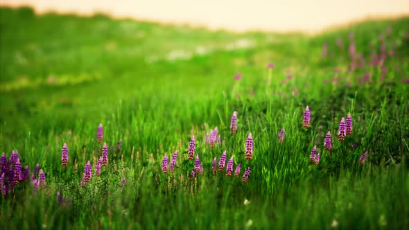 Grass on the Field During Sunrise alt