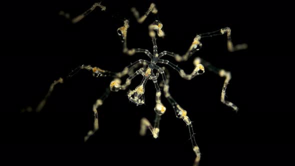 Pantopoda or Pycnogonids Sea Spider Under a Microscope, Class Pycnogonida, Size of Only About 2 Mm alt