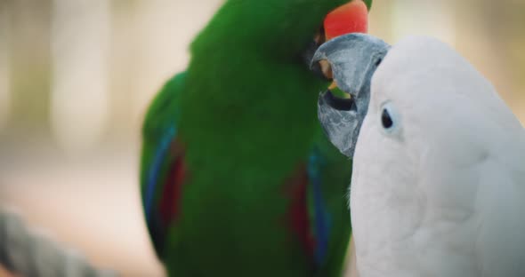 Eclectus parrot and white cockatoo feeding each other, shallow depth of field alt