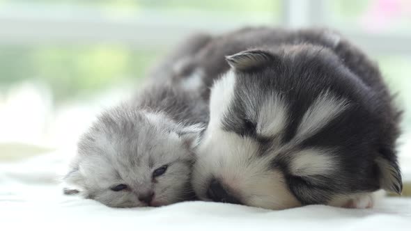 Cute Tabby Kitten And Siberian Husky Playing On The Bed alt