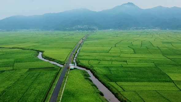 A stretch of rice fields between the mountains and the river