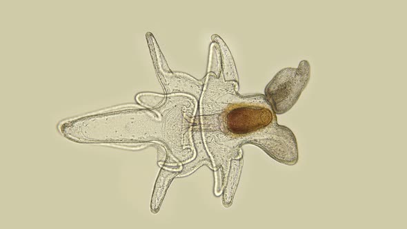 The Larva of the Starfish Asteroidea, Under the Microscope, at the Bipinnaria Stage, the Next Stage alt