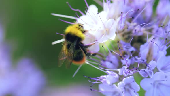 Bumblebee collecting nectar on a summer meadow