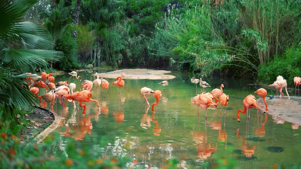 Group of Colorful Flamingos in the Pond alt