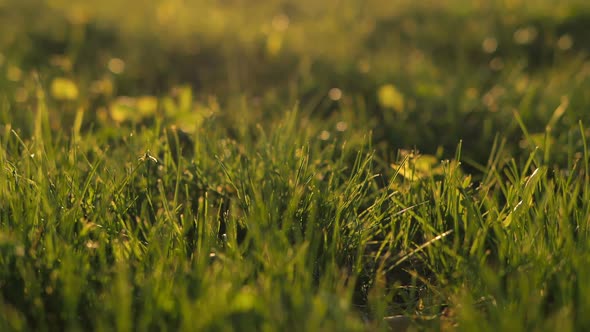 Tracking Grass Focus at Sunset, Camera Rises Up Against the Background of Sunlight in Park at Sunset alt