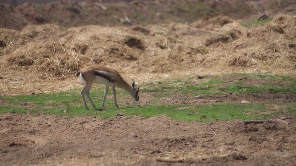 Single gazelle walking on grassy ground