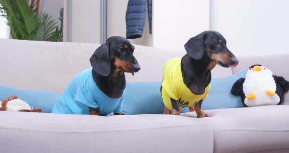 Owner Teases Dressed Dachshund Dogs with Plush Bee at Home