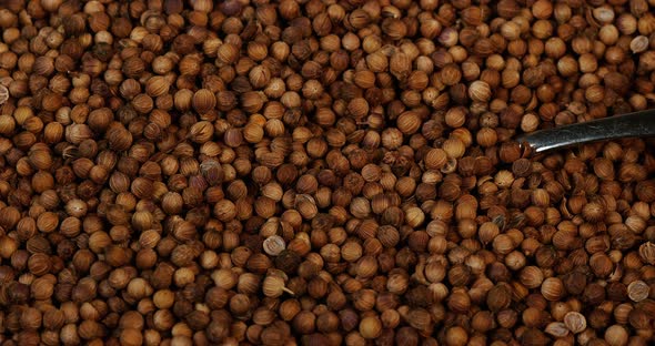 Coriander, coriandrum sativum, seeds falling , Slow Motion 4K alt