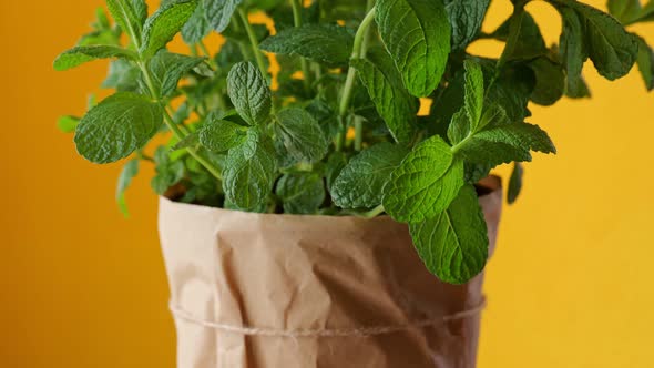 Mint Plant at Home in Paper Pot at the Yellow Background