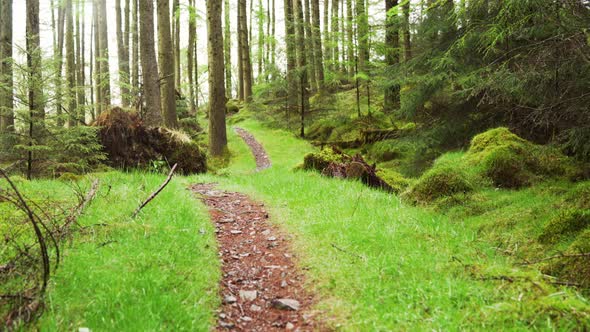 Panning Through a Forest