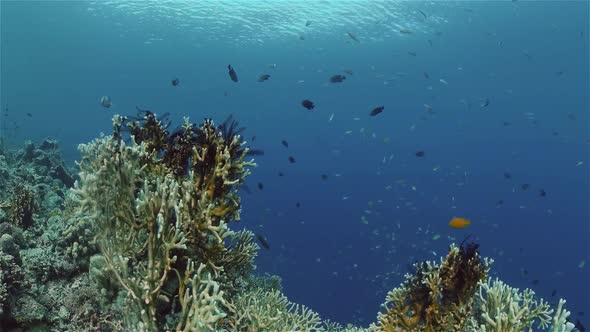 Coral Reef and Tropical Fish alt